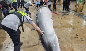 울산 방어진 앞바다서 ‘바다의 로또’ 밍크고래 잡혀…7.3m 길이