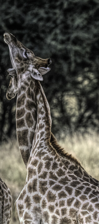 수컷과 암컷 기린이 서로의 목을 감싸며 구애하고 있다. ⓒCaitlin O’Connell &amp; Timothy Rodwell, 현대지성 제공