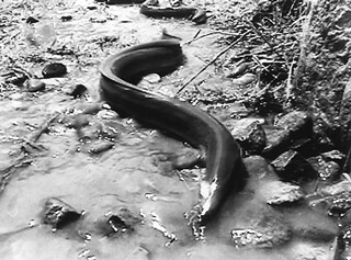 강가에 있는 뱀장어. 한겨레