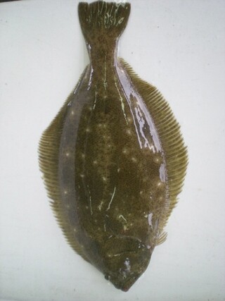 South Korean flounder (Hankyoreh archives)