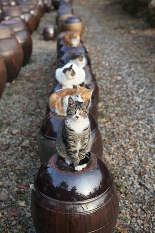 장독대에 일렬로 앉은 고양이들. 이용한