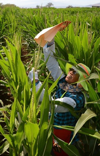 유전자변형식품(GMO) 표기 의무화 투표를 앞둔 2014년 9월, 미국 하와이 옥수수 농장에서 몬샌토 직원이 일하고 있다. 미국에서 개발된 GM옥수수의 대부분은 하와이에서 시험재배된다. AP 연합뉴스