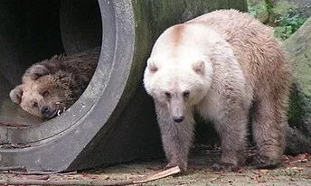 아빠 곰은 회색곰, 엄마 곰은 북극곰…애기 곰은 ‘생태계 붕괴’ 상징