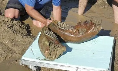 폭염에 말라붙은 강, 빙하기 매머드 뼈 드러내…2차대전 군함까지
