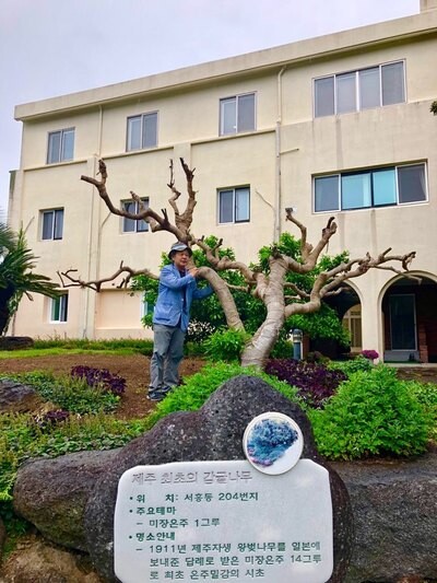 Jeong next to the last tangerine tree planted by Taquet on Jeju Island in the city of Seoguipo. (provided by Da Vinci)