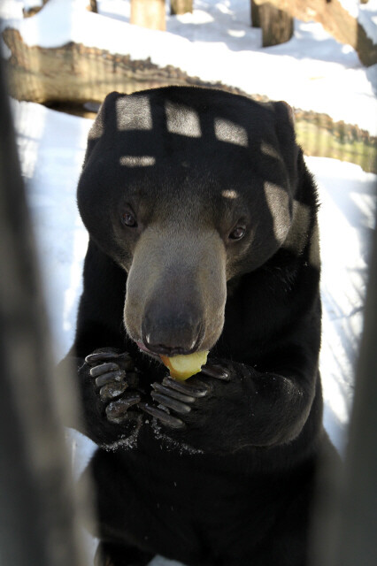2010년 12월 초 서울대공원을 탈출해 화제가 된 말레이곰 꼬마가 12월29일 방사장에서 사과를 먹고 있다. 한겨레21 류우종 기자