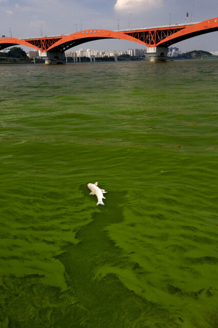 Waters the color of green paint in the Han River near Seongsan Bridge in Seoul’s Mapo district