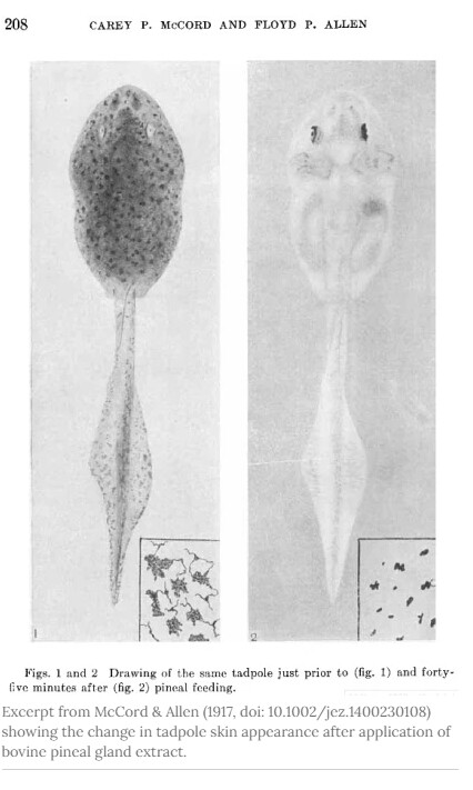 소의 송과선 추출물을 먹인 뒤 투명하게 변한 올챙이.(MacCord & Allen, ‘Evidences Associating Pineal Gland function with Alterations In Pigmentation’, , 1917)