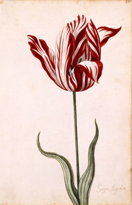 작자 미상 17세기 수채화. 당시 최고가로 거래되던 셈페레 아우휘스튀스 품종의 튤립 모습을 담고 있다. 위키미디어