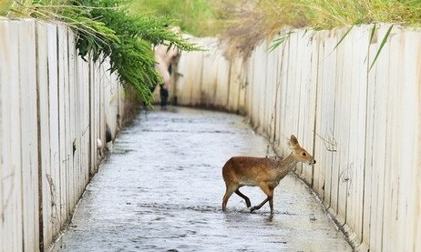 ‘야생동물 무덤’ 농수로·투명 유리창…인공구조물 설치 의무화