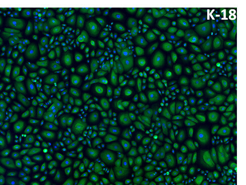 바이오밀크의 유선세포들. 녹색이 유선세포이고, 그 안의 파란색은 세포핵이다. 각 세포의 발달단계 차이로 세포 크기가 다르다. 바이오밀크 제공