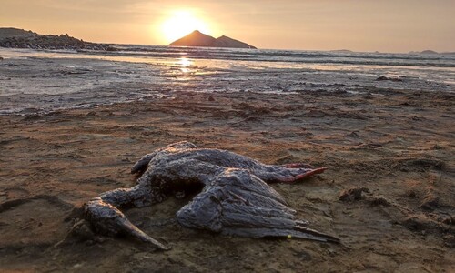 [영상] 기름범벅에 죽은 바닷새…페루 “21개 해변 접근제한”