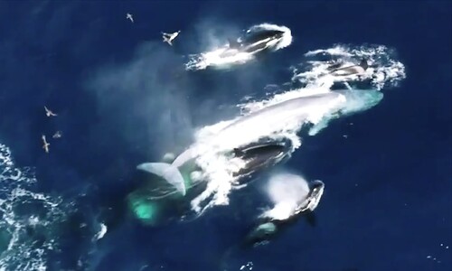 ‘추격·물어뜯기·익사시키기’…범고래, 대왕고래 사냥 첫 확인