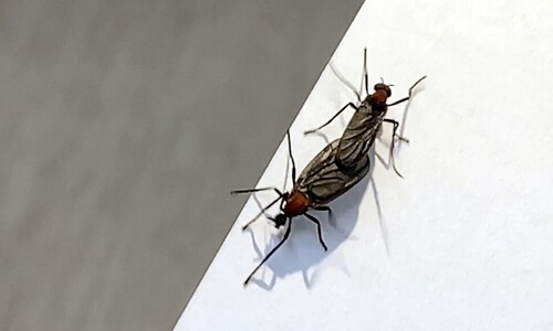 [단독] ‘사랑벌레’ 정체 확인…기록된 적 없는 자생종 털파리