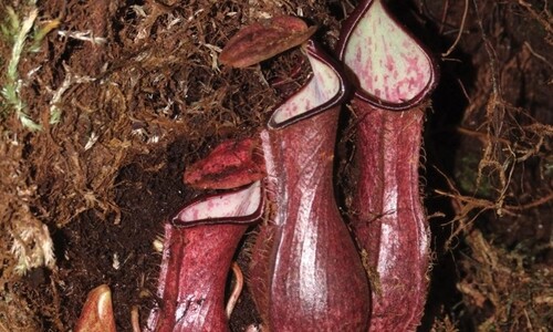 땅속에 ‘죽음의 덫’ 놓는 식충식물 보르네오서 발견