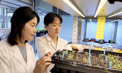 고온 환경 견디는 식물 유전자 발견…“온난화 대응 작물 개발 기대”