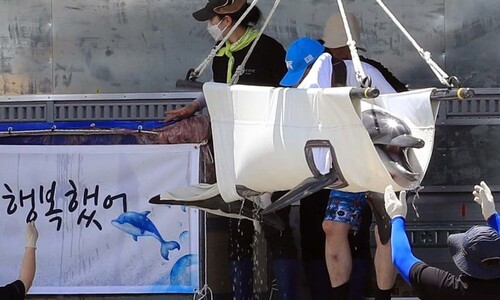 [단독] 남방큰돌고래 ‘비봉이’ 야생방사 실패시 ‘회수비용’, 합의 안 됐다