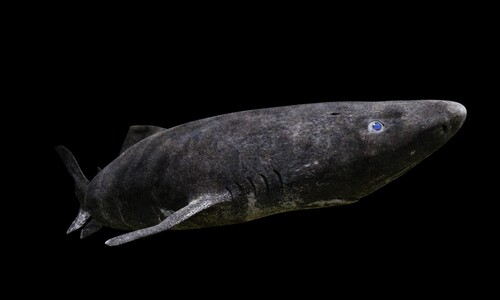 400살 사는 그린란드상어…왜 수천㎞ 떨어진 열대로 갔나