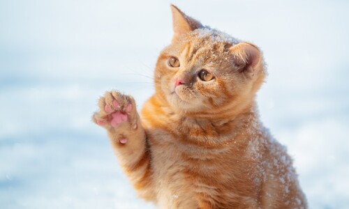 잘못했다간 ‘냥냥 펀치’…고양이는 왜 발 만지는 걸 싫어하나요?