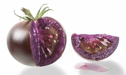 ‘항산화물질 10배’ 보라색 GMO 토마토, 드시겠습니까?