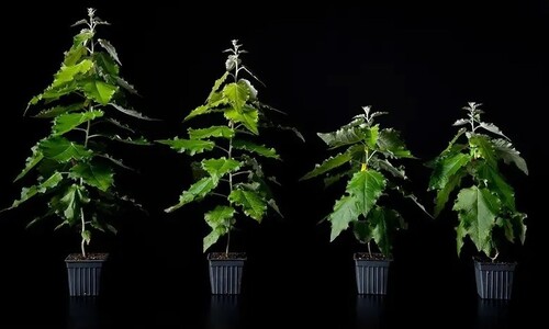 탄소 포집하는 유전자변형 나무 숲이 등장했다