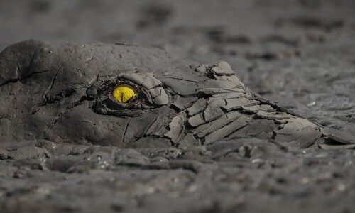 진흙 속에 숨은 ‘포식자’의 눈…세계자연사진상 수상작