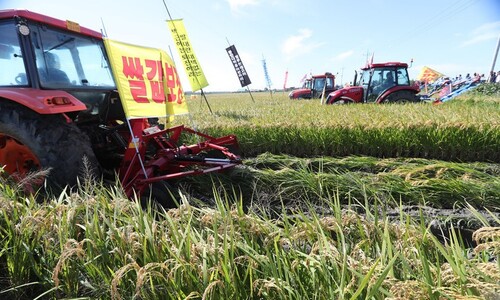 비룟값 71% 상승…쌀농사 순수익 전년 대비 37% 급감