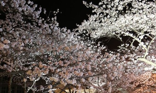 밤에 더 고요한 ‘벚꽃 성지’…“꽃잎 흩날리는 소리 들릴 정도”
