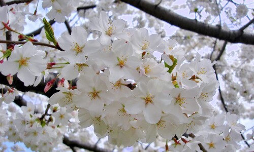 벚나무, 왕벚나무, 일본왕벚나무…이것 알면 구분할 수 있대!