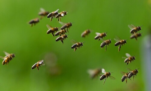 실종됐다던 벌, 꿀은 3배 늘어…‘집단폐사 미스터리’ 진실은