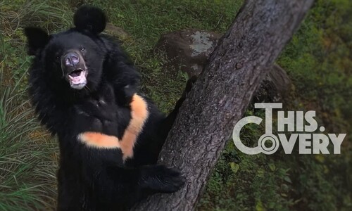 국가가 방치한 곰, 우리가 몰랐던 반달곰 이야기