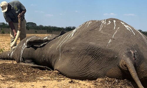 짐바브웨에서 코끼리 100여마리 떼죽음