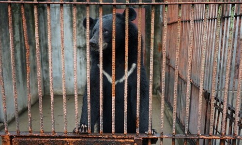 20년 감금, 탈출 두 시간 만에 사살된 곰