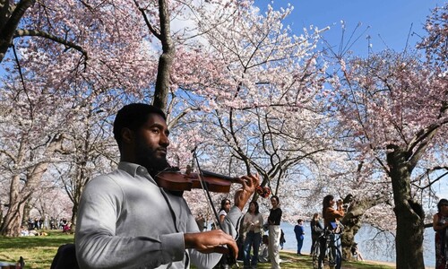 워싱턴·도쿄 등 세계 벚꽃 명소는 이미 활짝