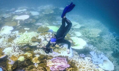 열 스트레스로 대규모 산호초 백화현상…전세계 54% 영향 받아