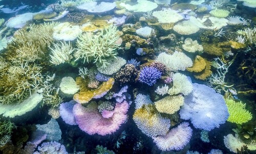 열 스트레스로 산호초 백화현상…전 세계 54% 영향 받아