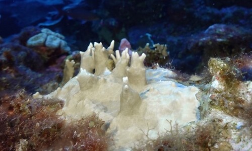 하얗게 죽어가는 산호초…수온 상승에 역대 4번째 백화현상