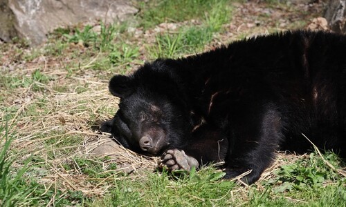 도축 위기서 구조된 곰 ‘어푸’의 봄…남은 300마리 운명은?