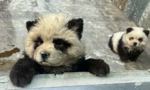 흰 개 염색시켜 판다로…중국 동물원 ‘학대’ 논란