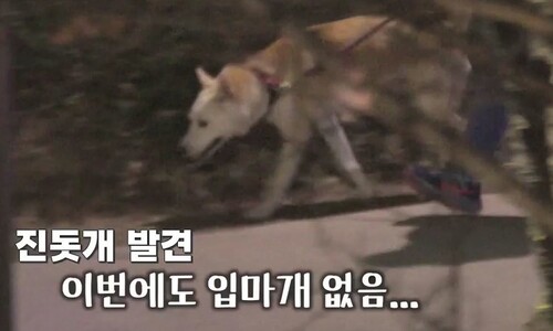 “입마개가 존중이라니”…이경규, 진돗개 혐오 방송 논란
