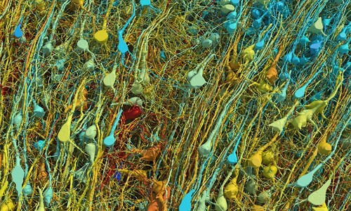 쌀알 반 톨 크기 뇌에 담긴 우주…3D 지도 만드니 140만 기가바이트