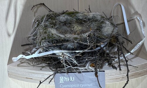 나뭇가지로 지은 아기 새 둥지?…노끈·비닐·플라스틱도 등장