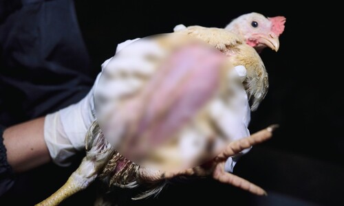 ‘죽은 닭’ 쪼아먹은 닭이 삼계탕에…한국에만 있는 종, 백세미