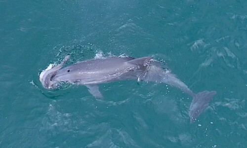 죽은 새끼 밀어올리는 어미 남방큰돌고래…친구들이 뒤따랐다 [영상]
