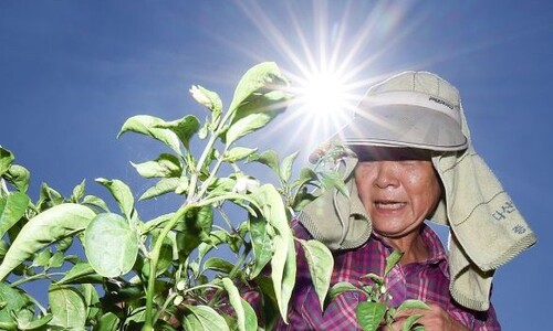 밤 최저 기온이 31.4도…역대 가장 지독한 열대야 왔다