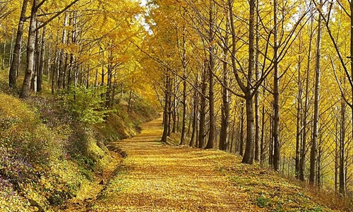 50년 만에 첫 일반 공개…‘비밀의 은행나무숲’