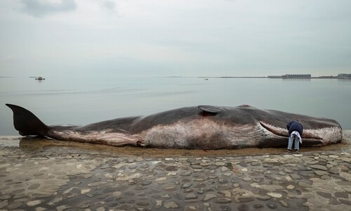 16m 고래 ‘사체’ 악취 풍기며 4천km 이동…보라, 인간이 한 일을