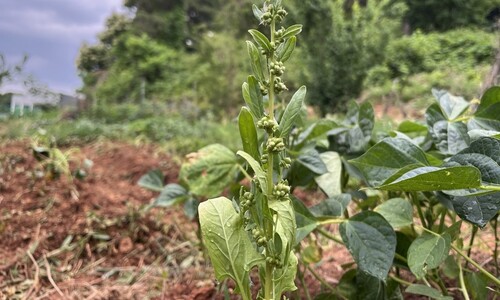 “상추 따다 지친 건 처음 보네요” 상추 꽃대 올릴라, 어서 따자