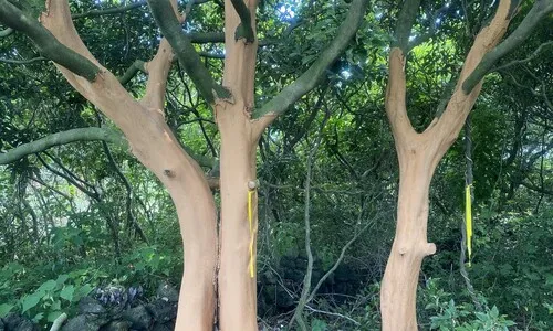 “내가 먹으려고”…후박나무 140그루 껍질 벗긴 50대 검거