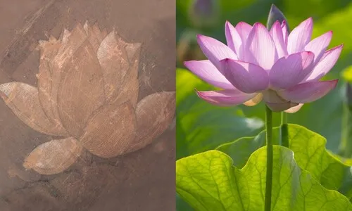 700년 고려시대 씨앗이 피워낸 연꽃…그 기적의 이름, 아라홍련